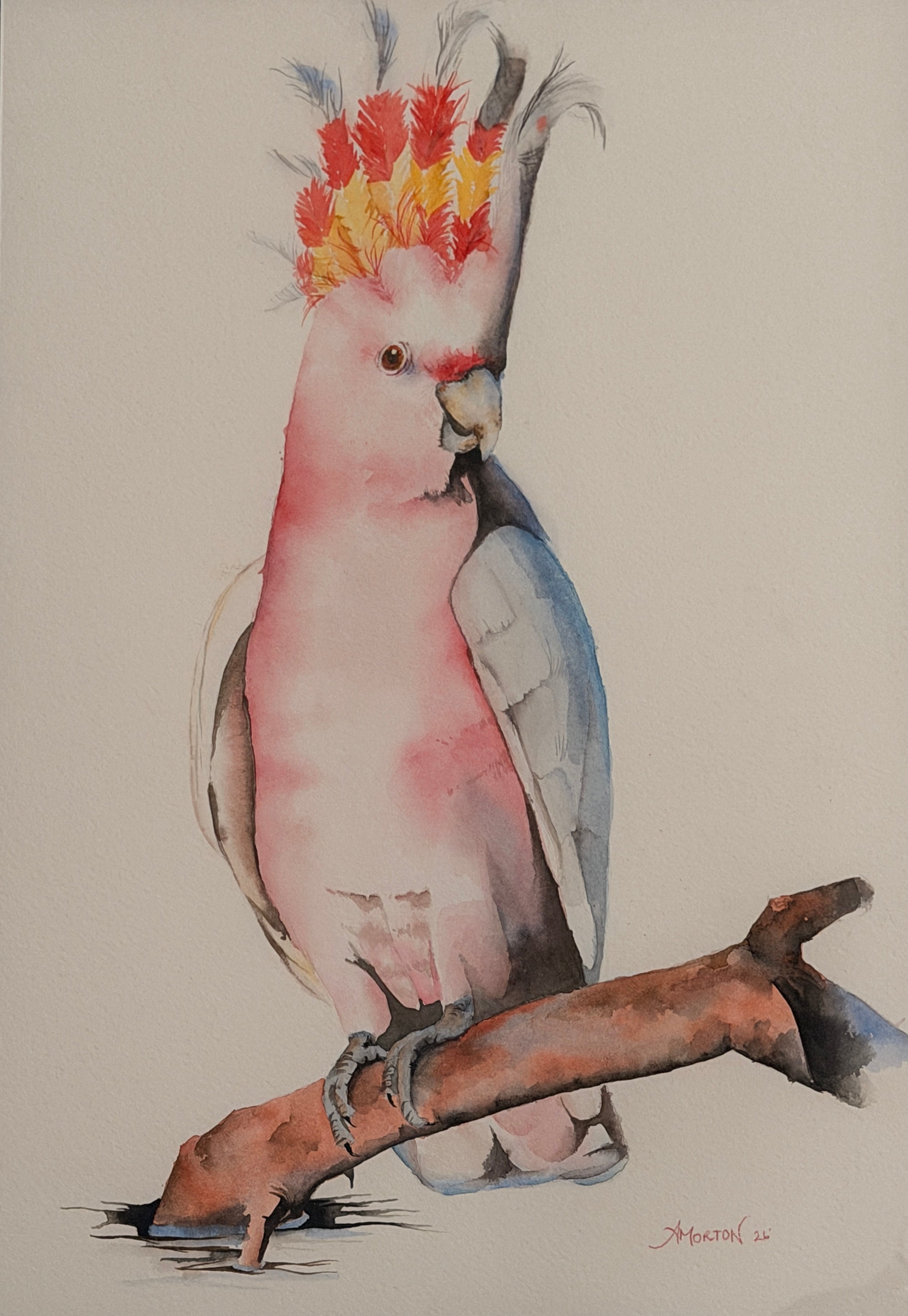 Major – Original Artwork by Amanda Morton