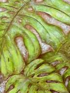 Swiss Miss | Original Australian textured acrylic art