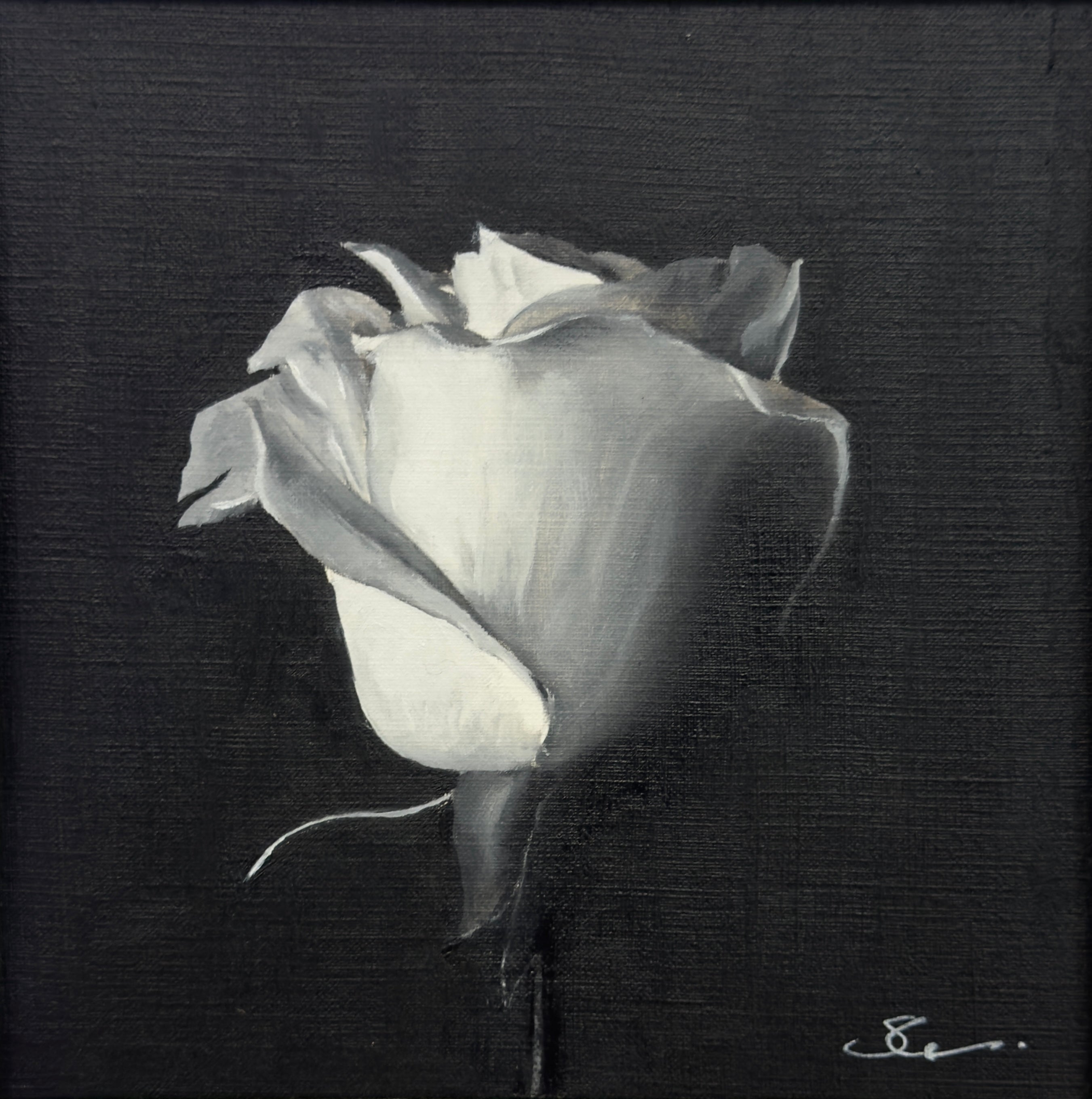 The Study of Roses 2