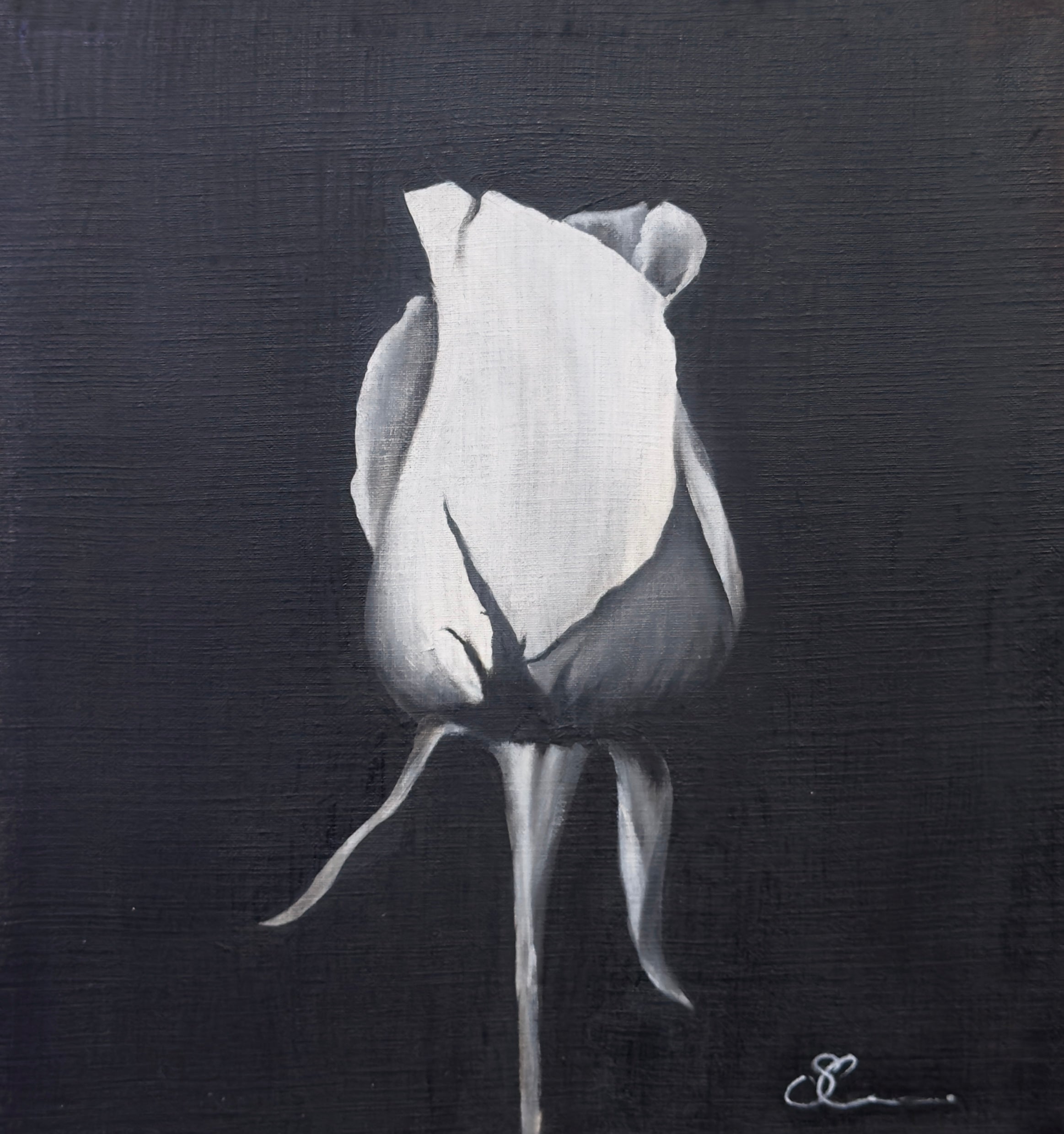 The Study of Roses 1