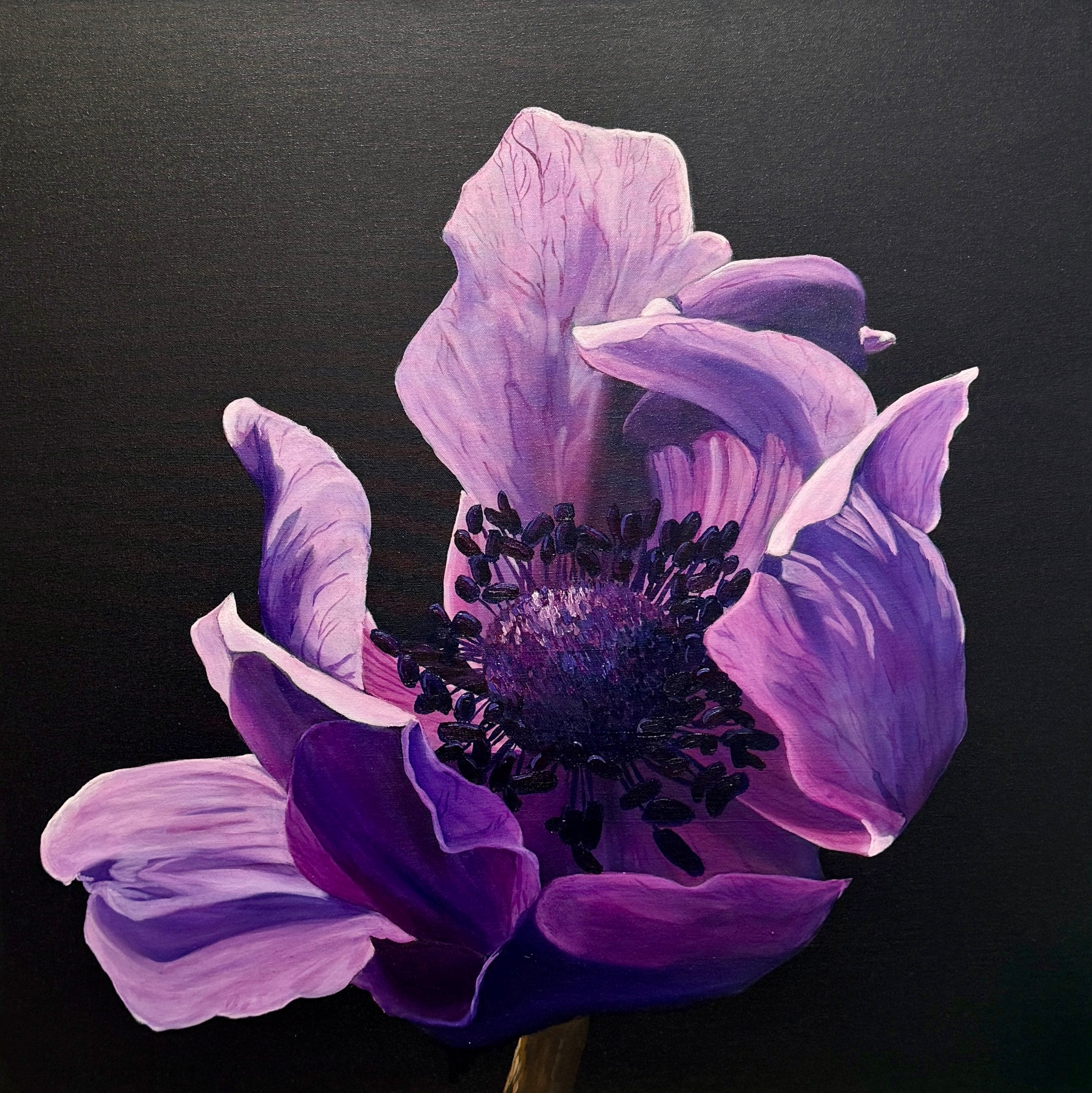 Midnight Anemone