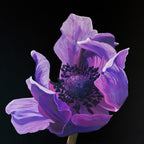 "Midnight Anemone" by Maggie Deall is an elegant oil painting in shades of violet and lavender. Float framed in hardwood, it’s a stunning floral artwork.