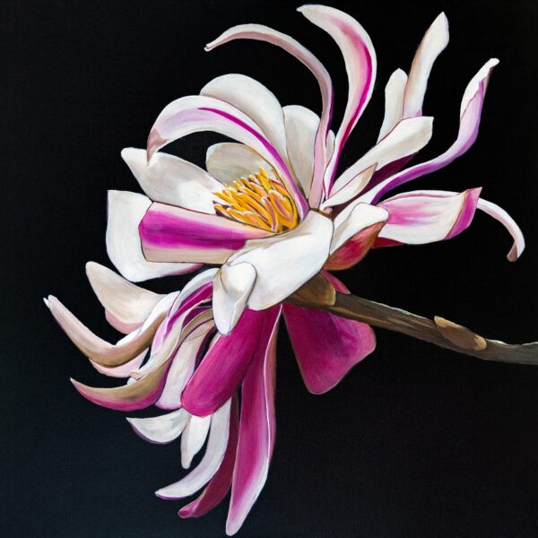 "Dancing Magnolia" by Maggie Deall is a stunning oil painting featuring a blooming magnolia against a black background. Float framed in Australian hardwood.