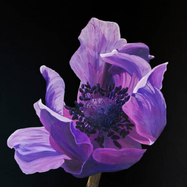 "Midnight Anemone" by Maggie Deall is an elegant oil painting in shades of violet and lavender. Float framed in hardwood, it’s a stunning floral artwork.